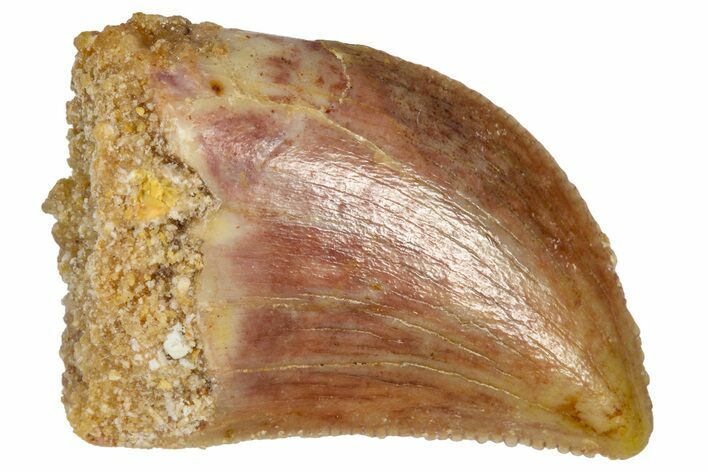 Serrated, Baby Carcharodontosaurus Tooth - Morocco #361026